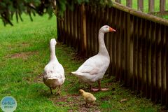 Familie Gans macht einen Ausflug