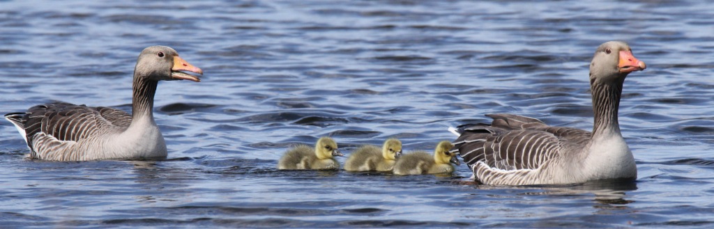 FAMILIE GANS MACHT EINEN AUSFLUG