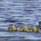 FAMILIE GANS MACHT EINEN AUSFLUG