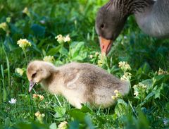 Familie Gans macht einen Ausflug ins Grüne