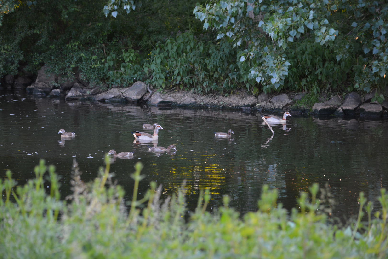 Familie Gans mit Nachwuchs beim Ausflug