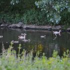 Familie Gans mit Nachwuchs beim Ausflug