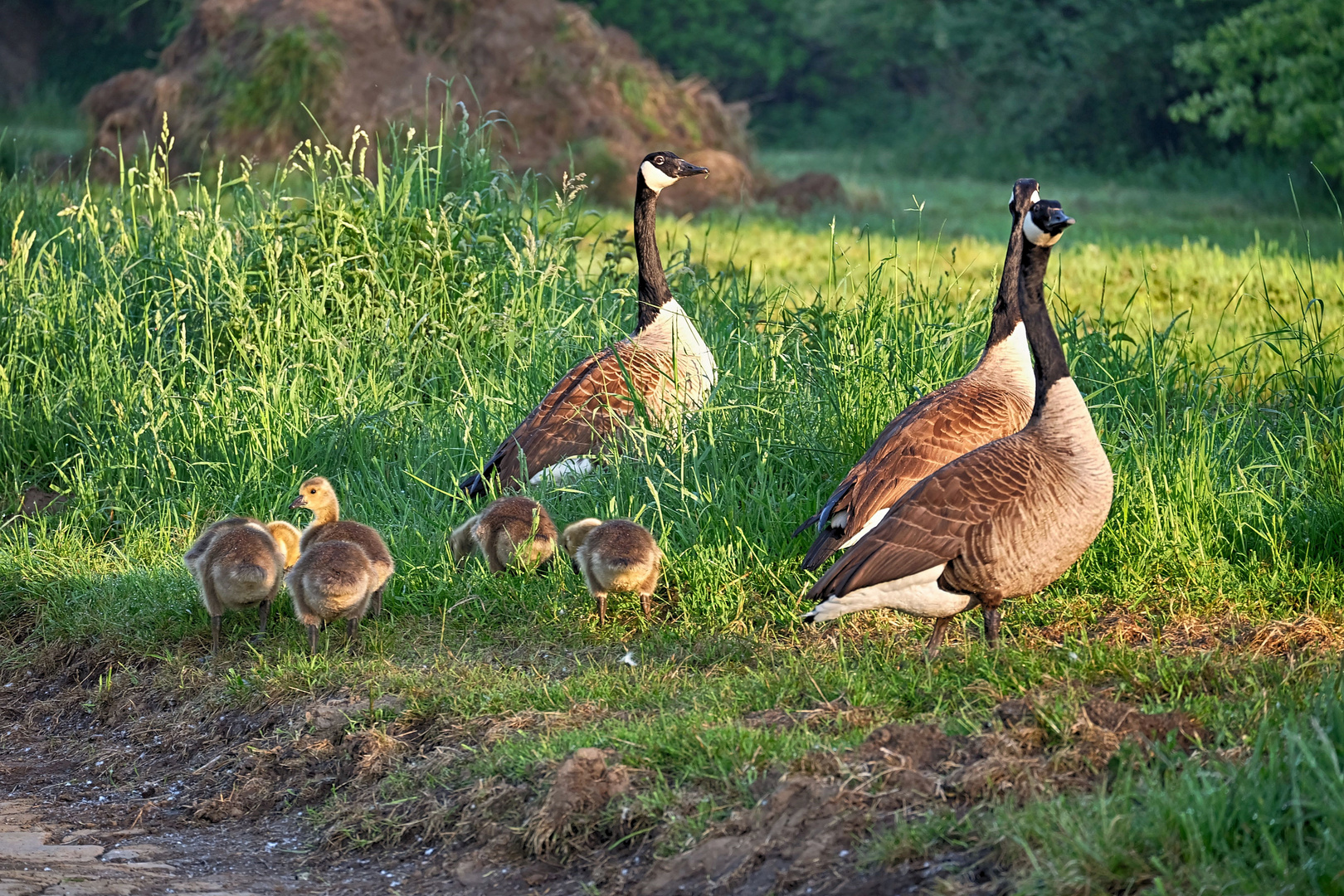 Familie Gans mit Nanny