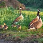 Familie Gans mit Nanny