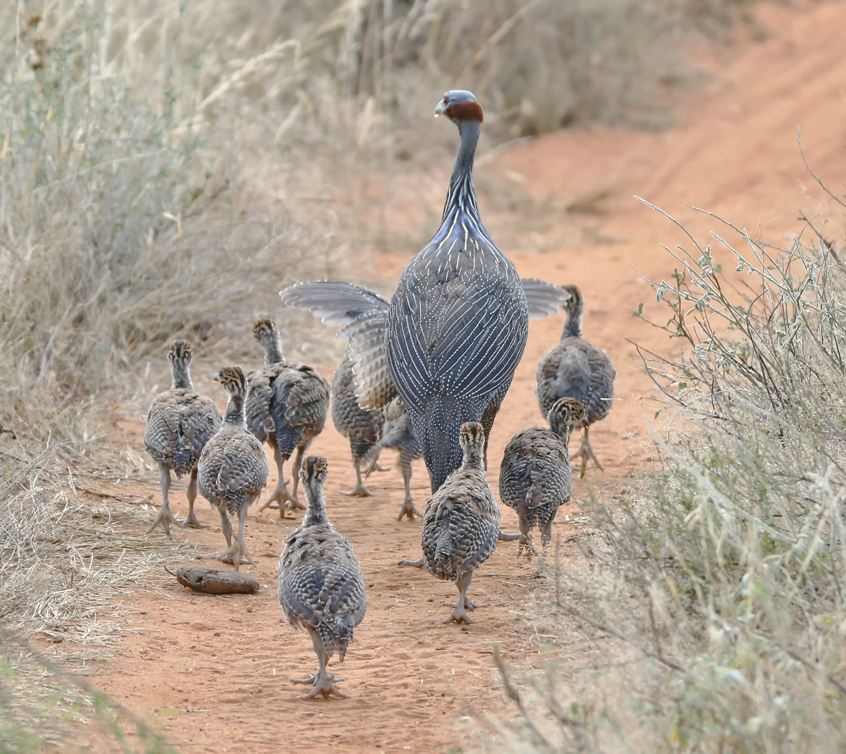 Familie Geierperlhuhn