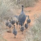 Familie Geierperlhuhn