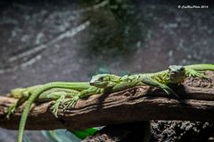 Familie gelbgefleckte Baumwarane