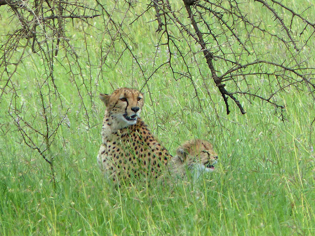 Familie Gepard