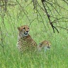 Familie Gepard