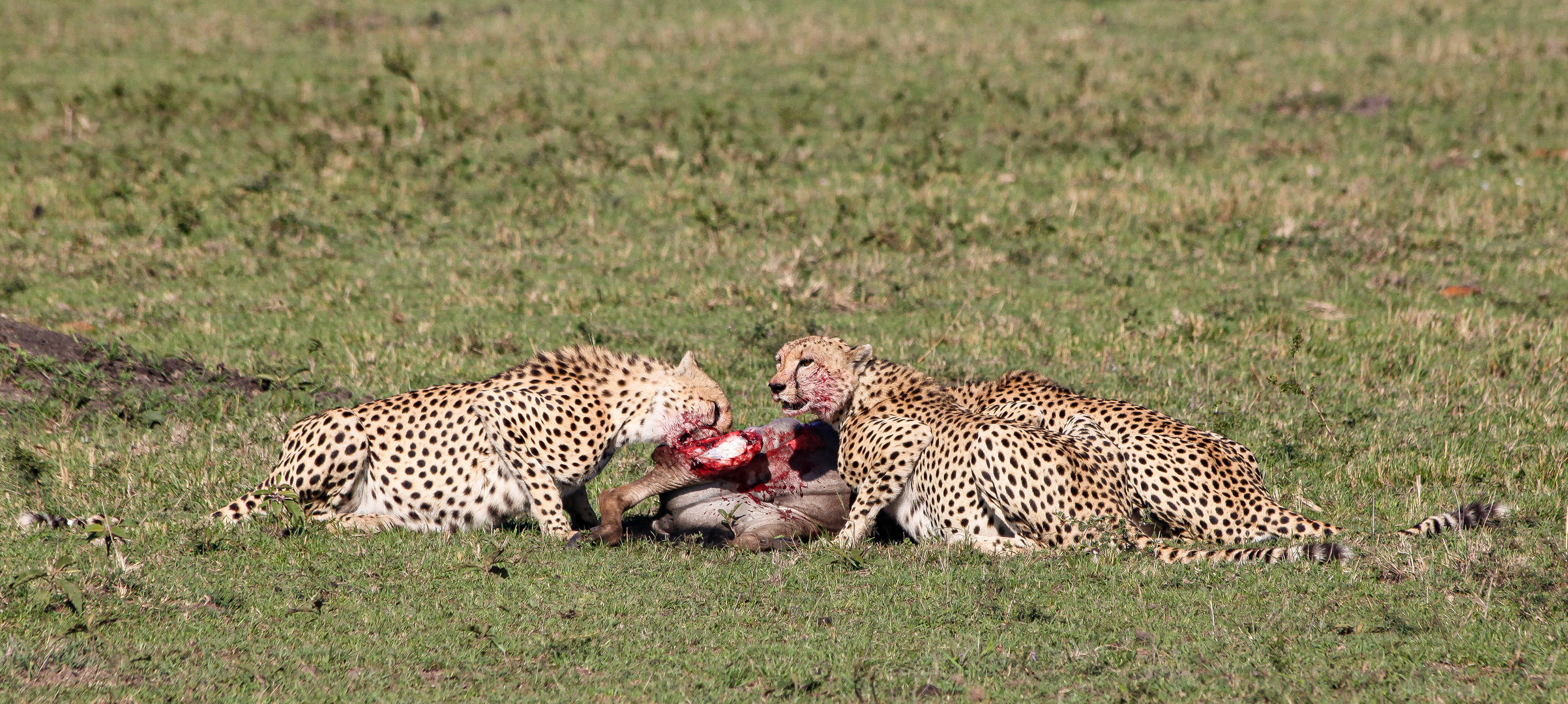 Familie Gepard beim Frühstück