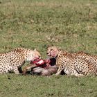 Familie Gepard beim Frühstück