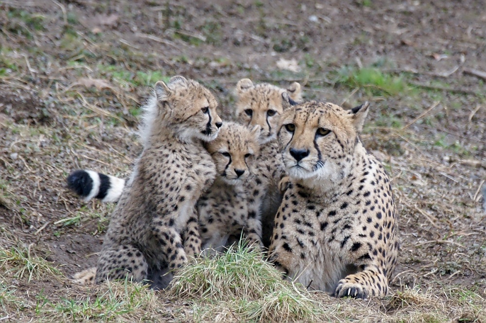 Familie Gepard...