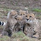 Familie Gepard...