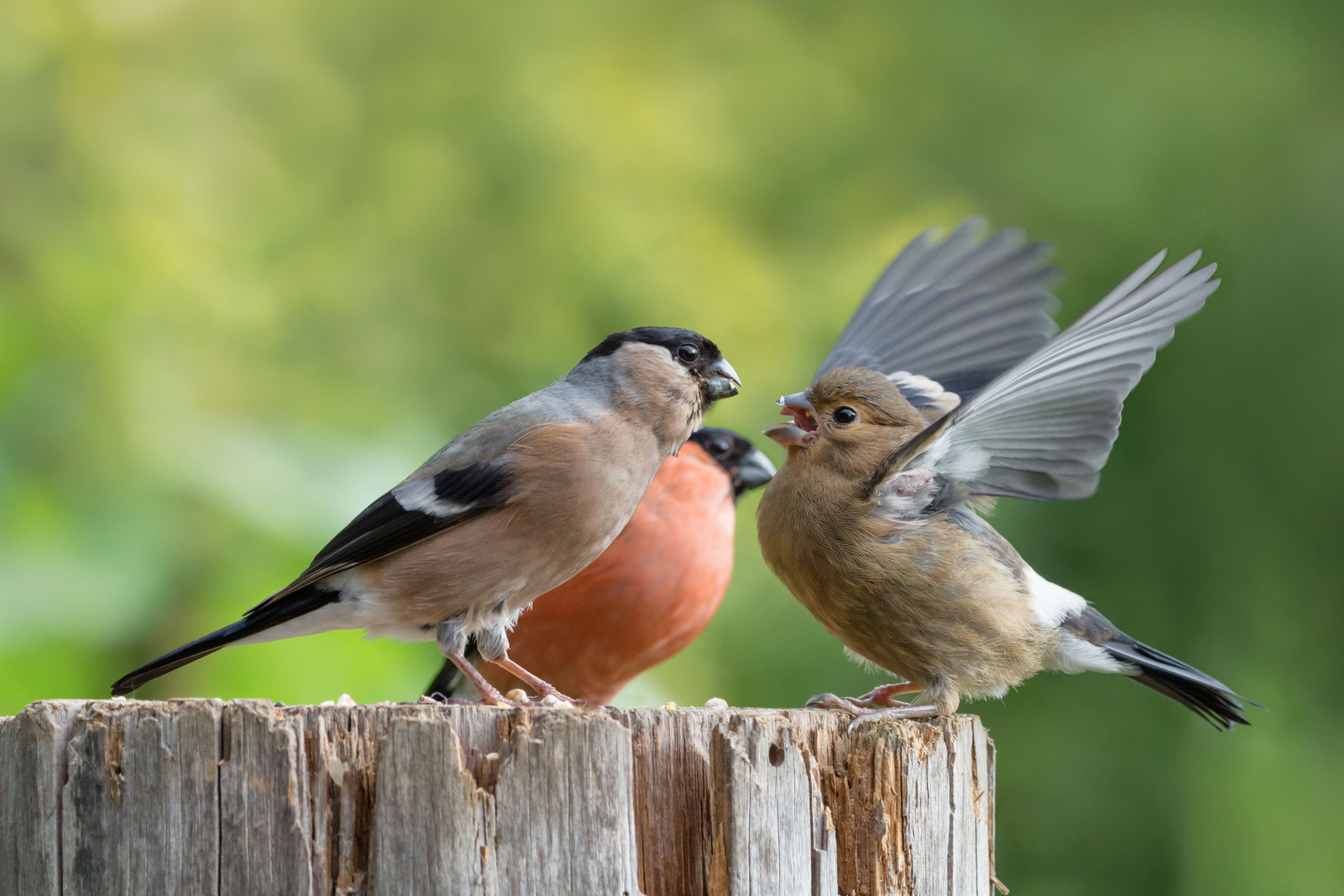 Familie Gimpel