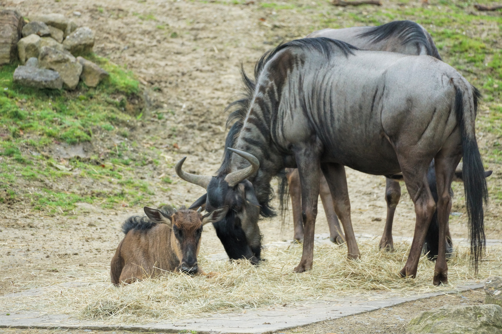 Familie Gnu Foto Bild Natur Afrika Tiere Bilder Auf Fotocommunity