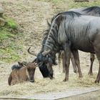 Familie Gnu