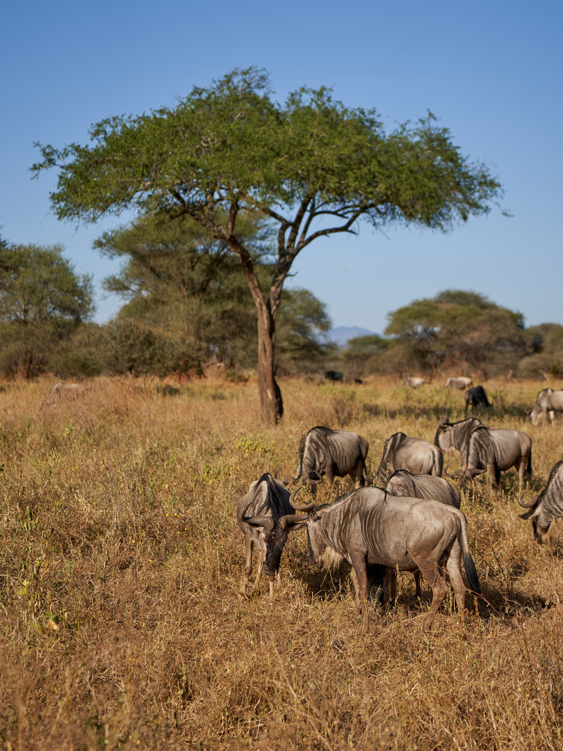 Familie Gnu