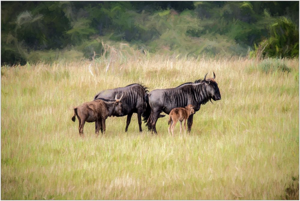 Familie Gnu