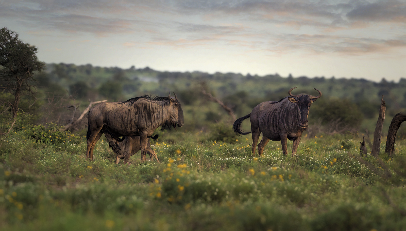 Familie Gnu im Abendlicht