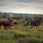 Familie Gnu im Abendlicht