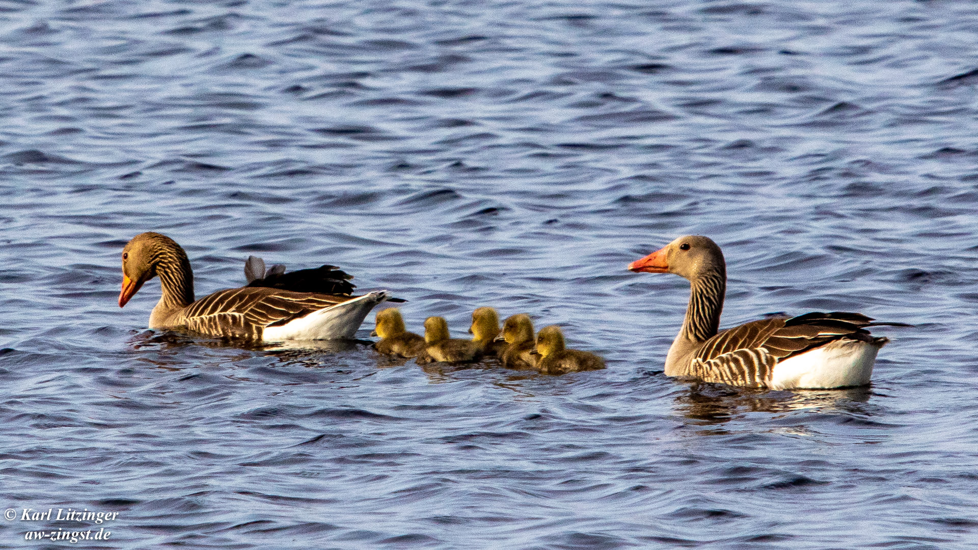 Familie Graugans.