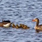 Familie Graugans.