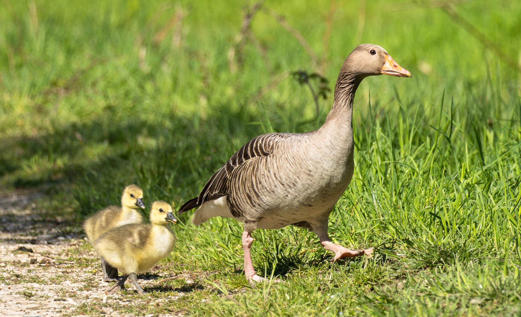 Familie Graugans...