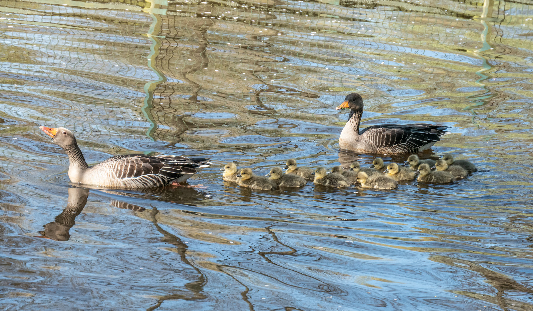 Familie Graugans