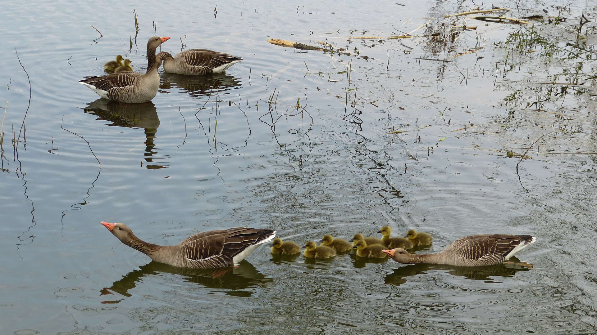 Familie Graugans 1