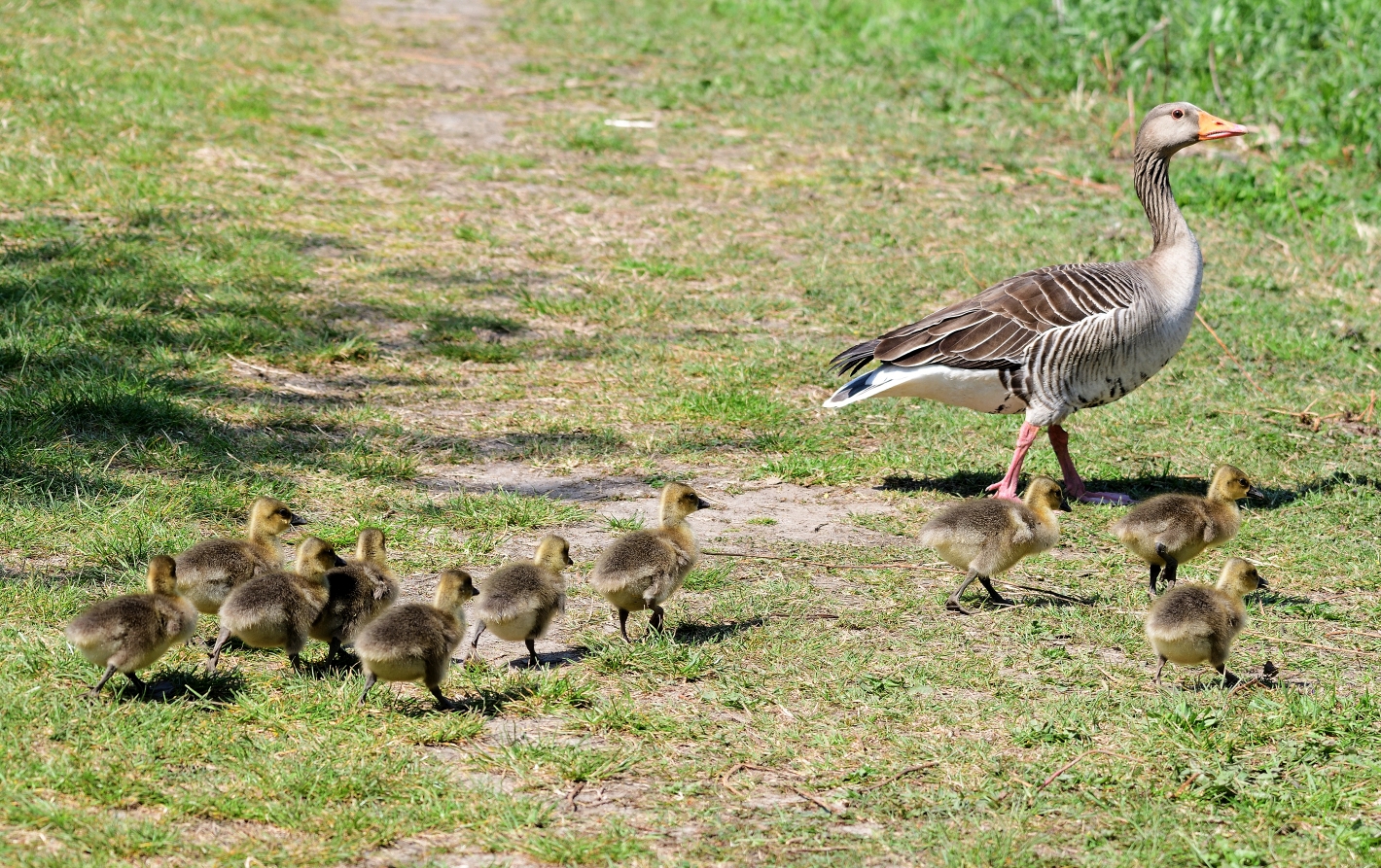 Familie Graugans 2