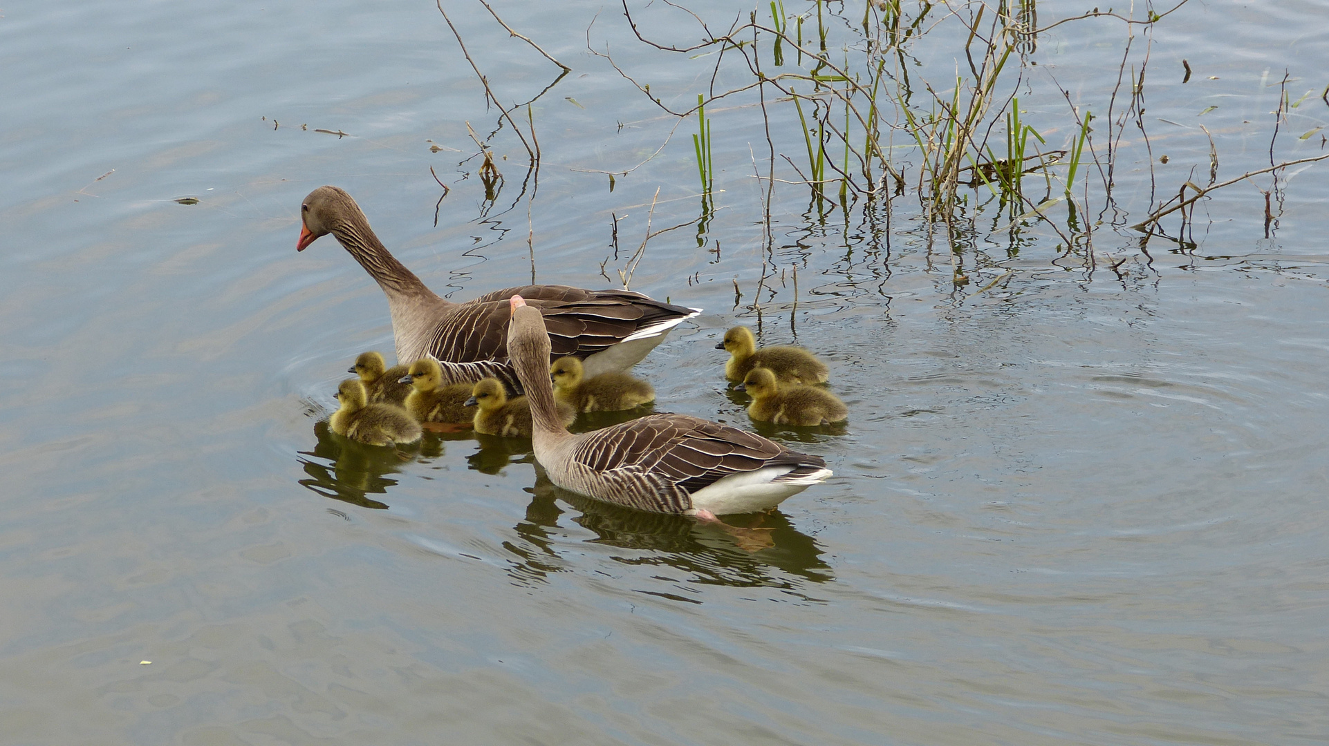 Familie Graugans 2