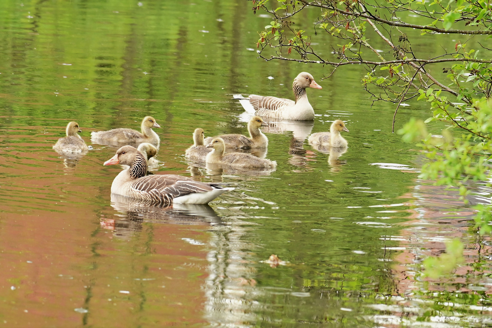 Familie Graugans