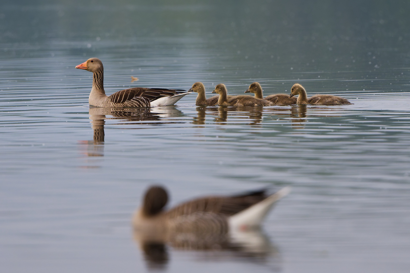 Familie Graugans