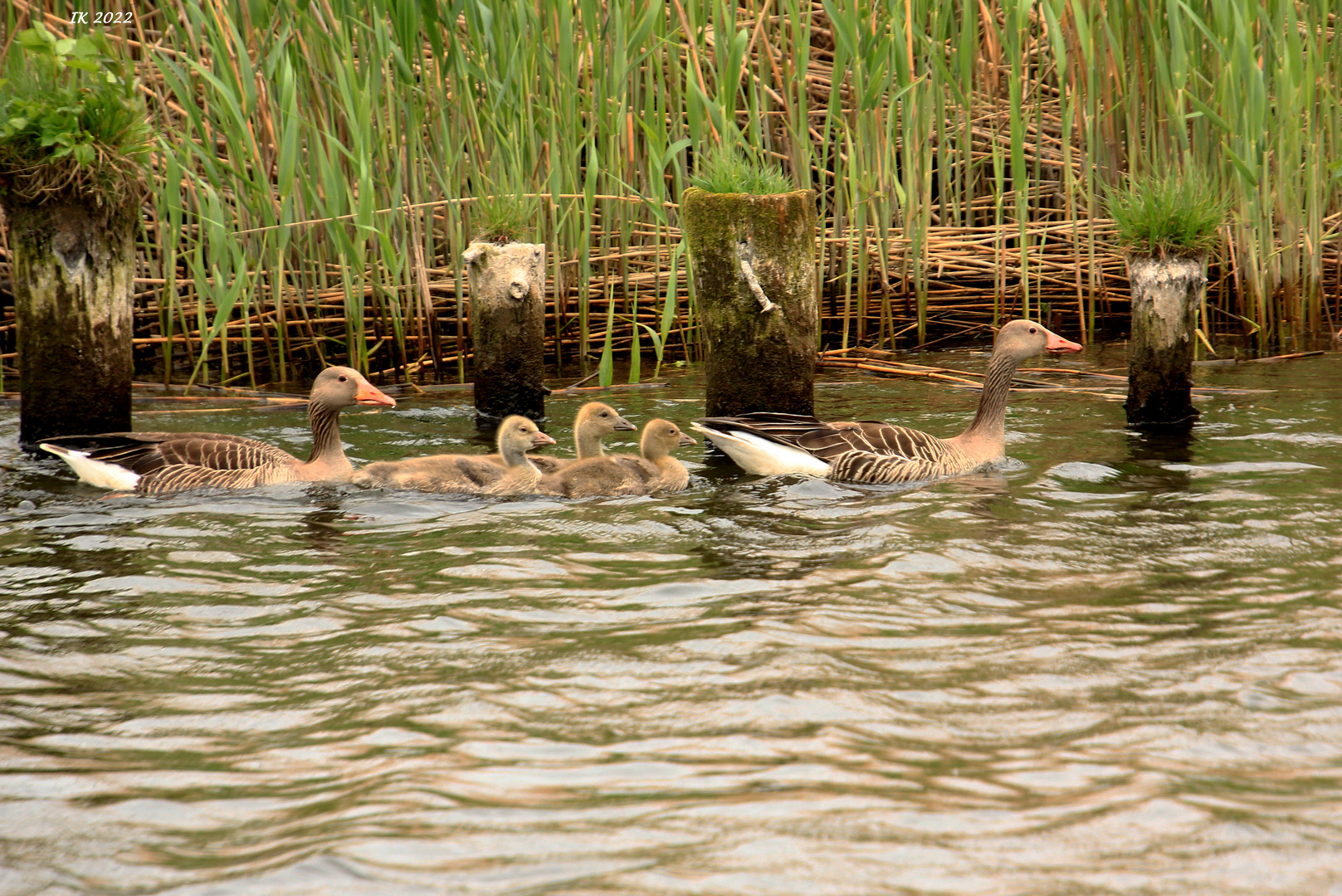 Familie Graugans