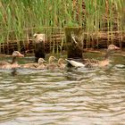 Familie Graugans