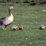 Familie Graugans