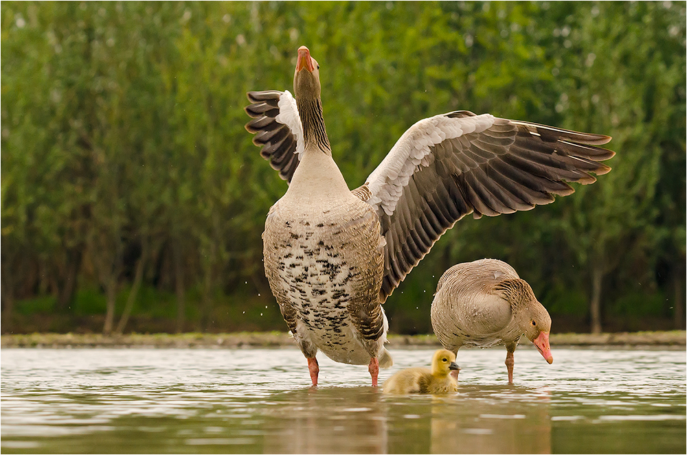 Familie Graugans