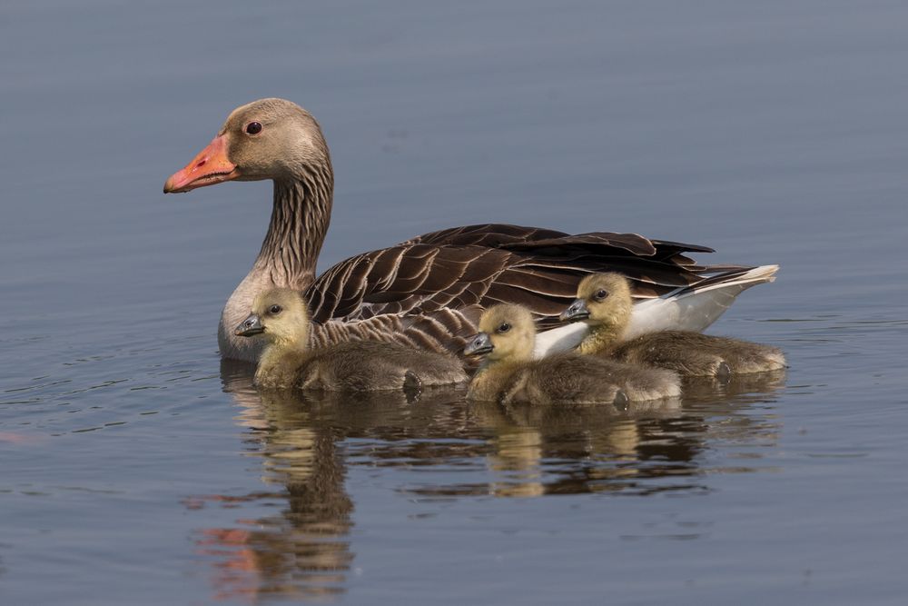 Familie Graugans