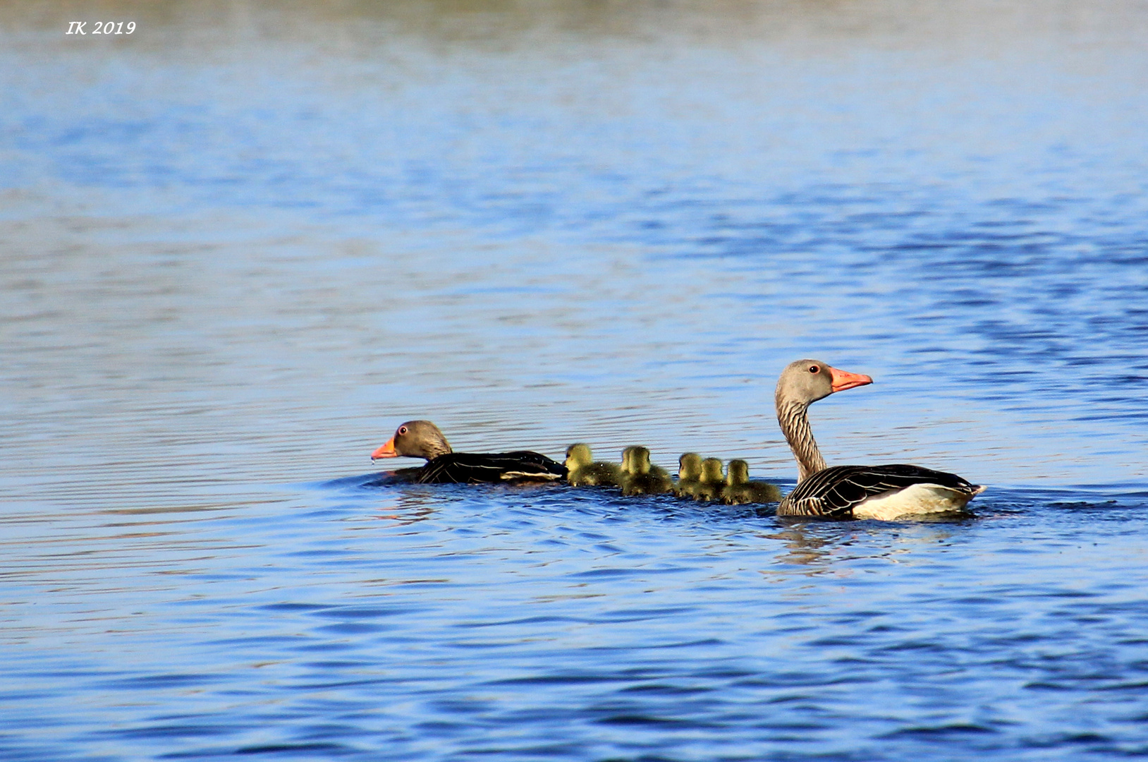 Familie Graugans.....