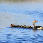 Familie Graugans.....