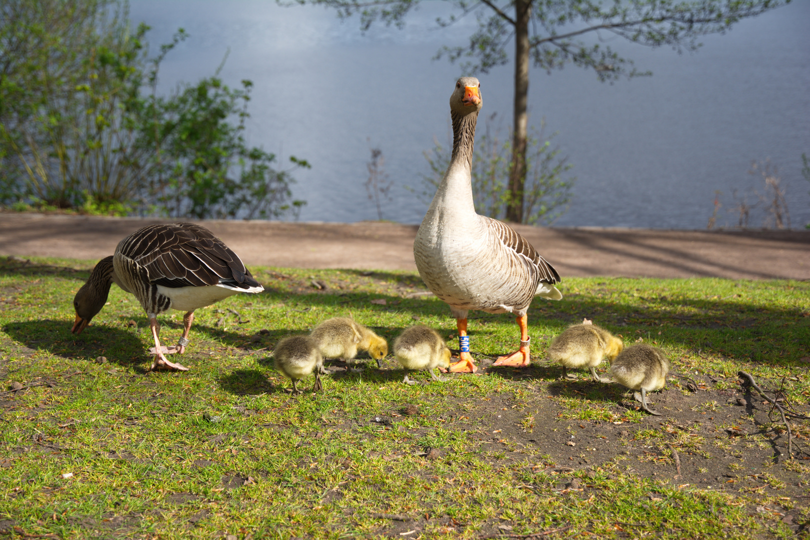 Familie "Graugans"