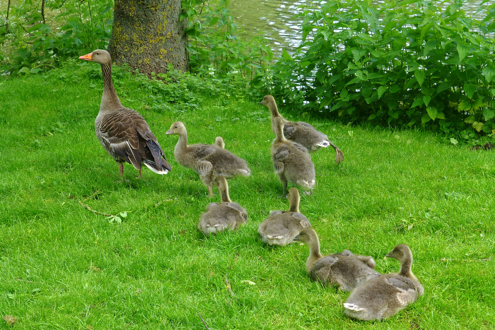 Familie Graugans