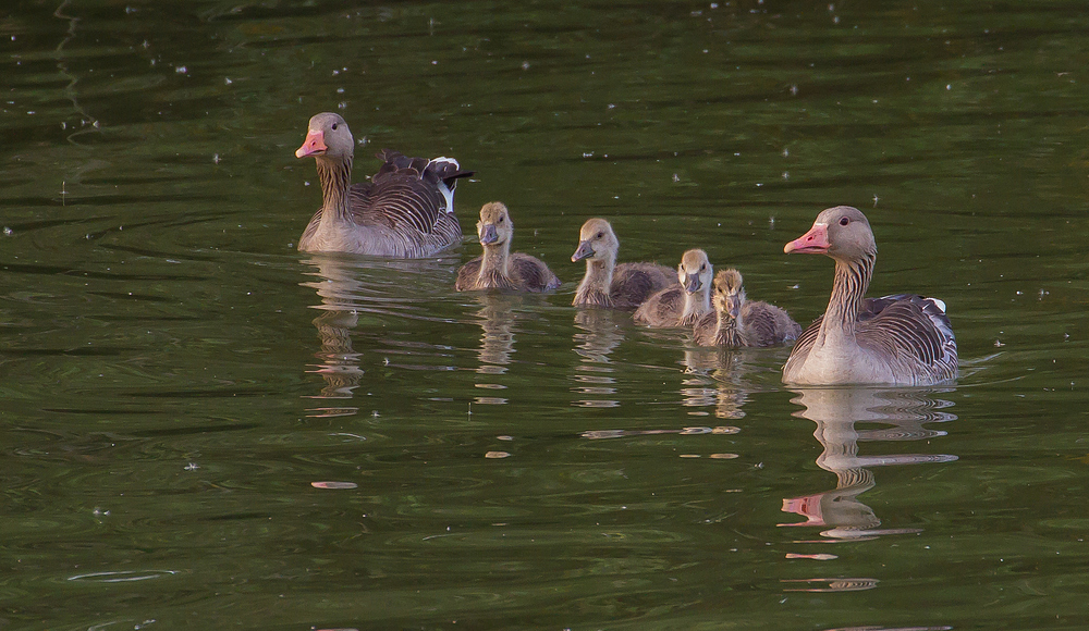 Familie Graugans