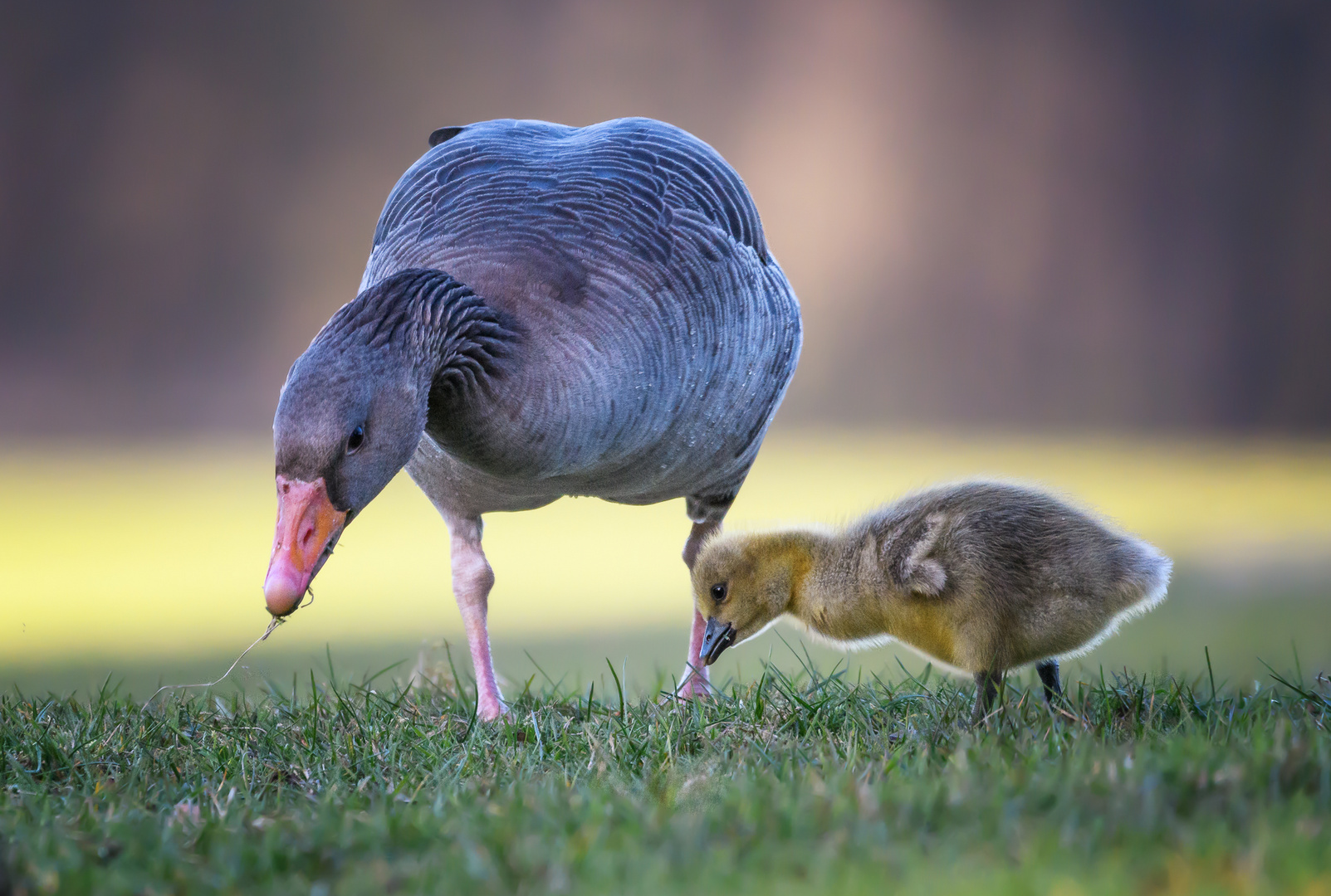 Familie Graugans auf Futtersuche