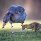 Familie Graugans auf Futtersuche