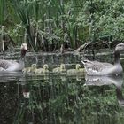 Familie Graugans auf Tour