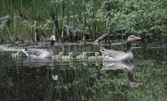 Familie Graugans auf Tour