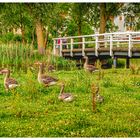 Familie Graugans beim Nachmittagsspaziergang... 