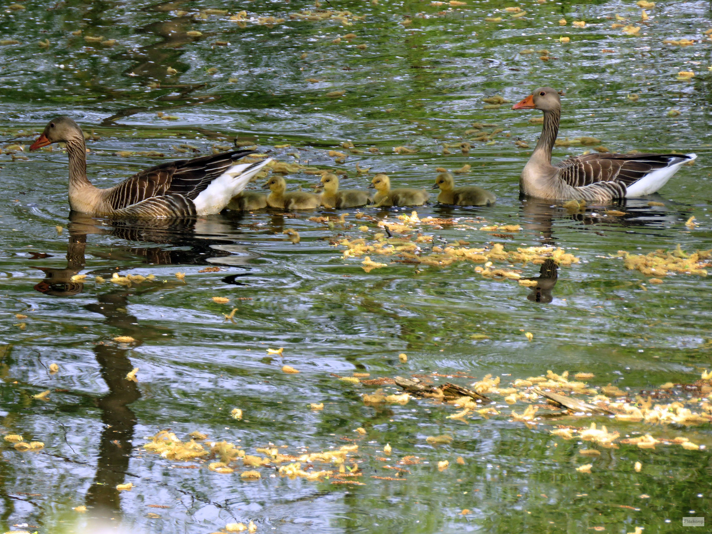 Familie Graugans