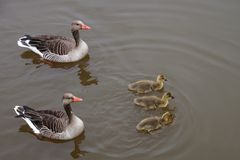 Familie Graugans